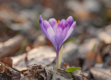 Ormanda çiçek açan kruvazörün yakın çekimi.