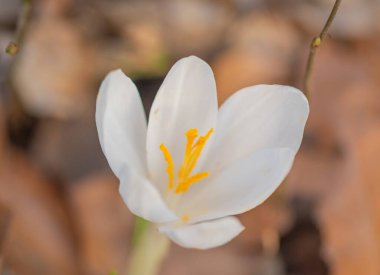 Ormanda çiçek açan kruvazörün yakın çekimi.