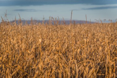 Güneşli bir günde kuru mısır tarlası