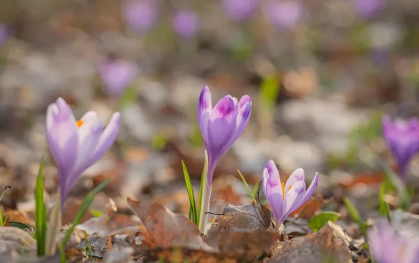 Close Blooming Crocus Forest — Stock Photo, Image