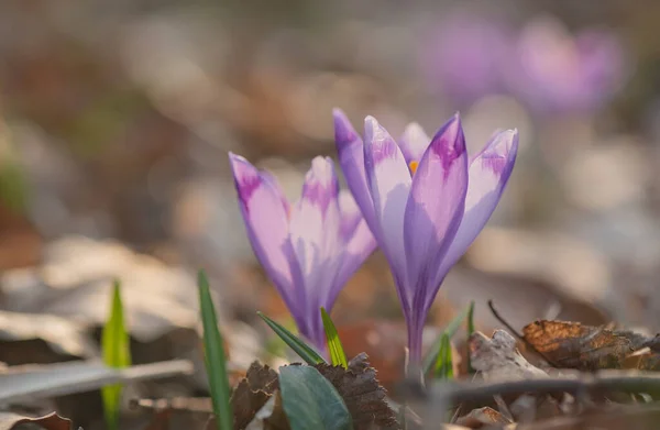 Close Blooming Crocus Forest — Stock Photo, Image