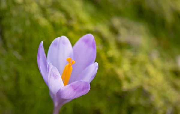 Close Blooming Crocus Forest — Stock Photo, Image