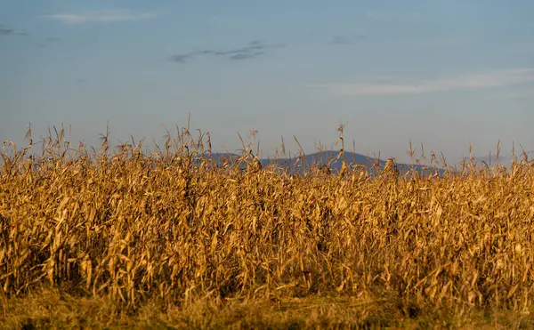 Campo Milho Seco Dia Ensolarado — Fotografia de Stock