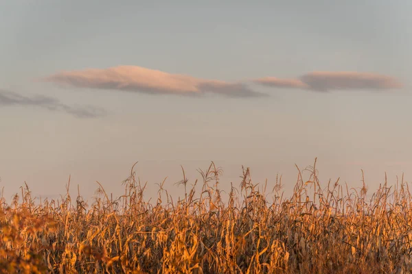 Campo Milho Seco Dia Ensolarado — Fotografia de Stock