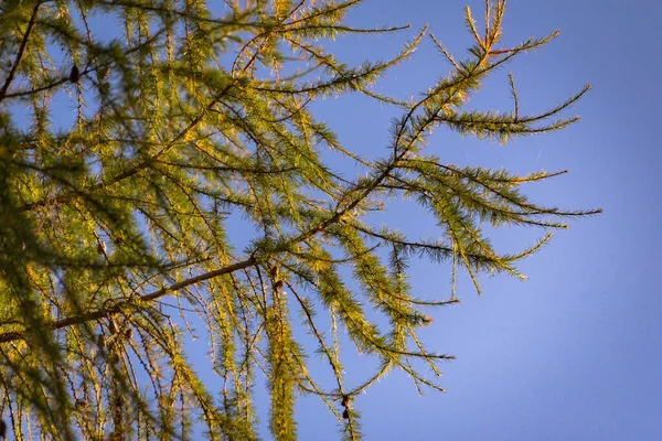 Bäume im frühlingshaften Bergwald der Karpaten — Stockfoto