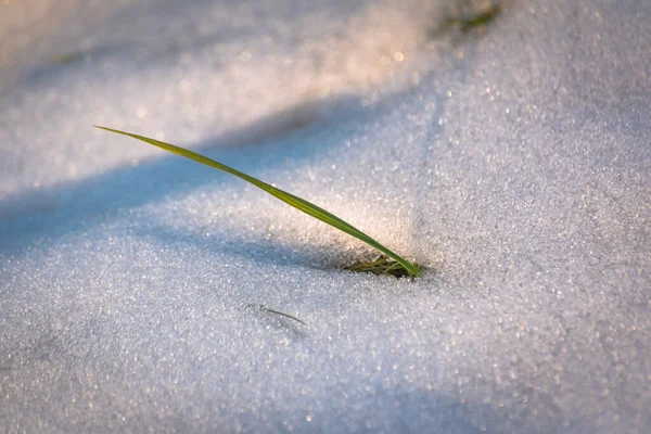 Молода Трава Проходить Через Сніг — стокове фото