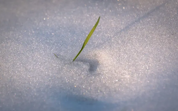 Junges Gras Bahnt Sich Seinen Weg Durch Den Schnee — Stockfoto