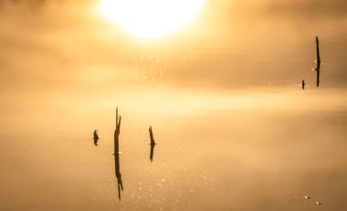 Suyun içinde sazlık saplı gölgelerin gösterişli yansımaları.
