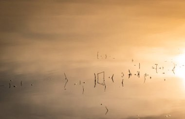 Suyun içinde sazlık saplı gölgelerin gösterişli yansımaları.