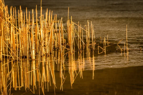 Suyun Içinde Sazlık Saplı Gölgelerin Gösterişli Yansımaları — Stok fotoğraf