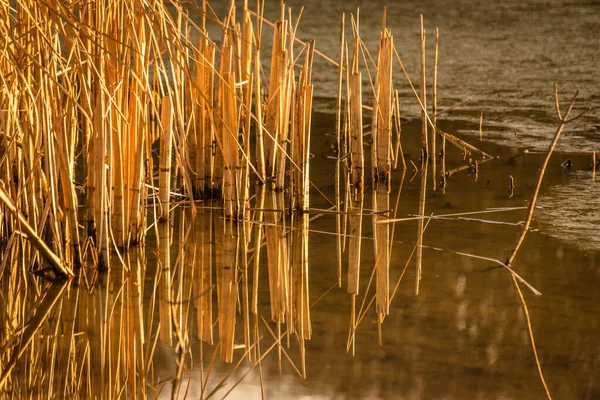 Modelli Fantasiosi Riflessione Ombre Nell Acqua Con Steli Canna — Foto Stock