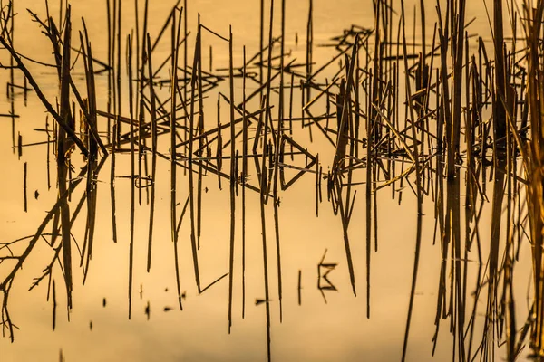 Fancy Patterns Reflection Shadows Water Reed Stalks — Stock Photo, Image