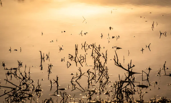 Fancy Patterns Reflection Shadows Water Reed Stalks — Stock Photo, Image