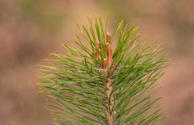 Genç şube baharda çam.