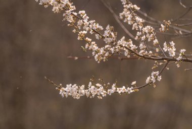 Bahar dağlarında çiçek açan ağaç dalları