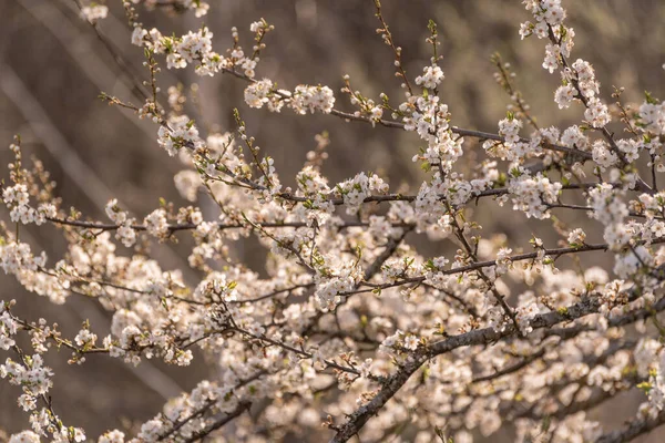 Цветущие Ветви Деревьев Горах Весной — стоковое фото