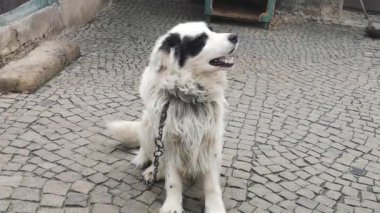 Kırsal alanda Pyrenean dağ köpeği
