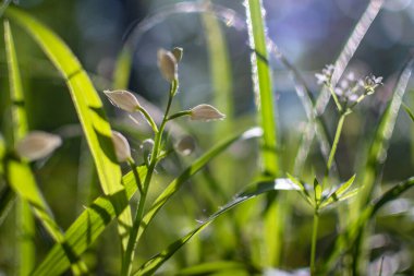 Bahar ormanında Sefalanthera longifolia