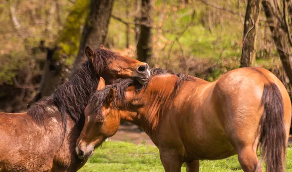 Par Cavalos Castanhos Num Momento Ternura — Fotografia de Stock