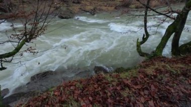 Karpat Dağları 'nda akan dağ nehri