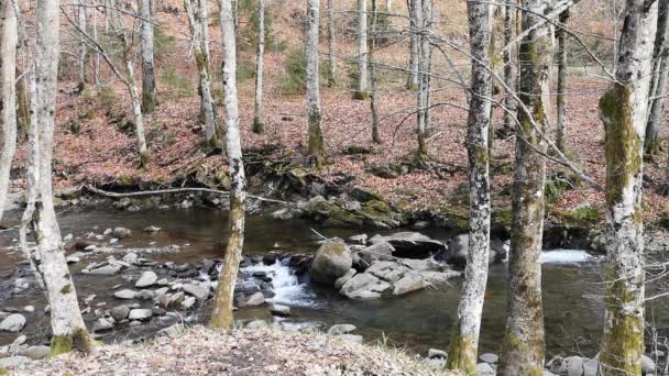 Fiume Montagna Che Scorre Nelle Montagne Dei Carpazi — Video Stock