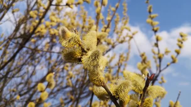 Ramo Árvore Brotando Uma Floresta Primavera Montanha — Vídeo de Stock