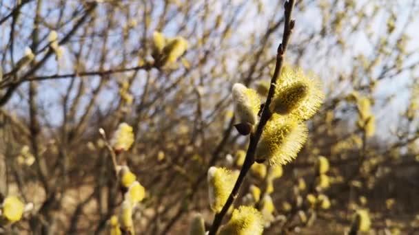 Une Branche Arbre Bourgeonnante Dans Une Forêt Printemps Montagne — Video