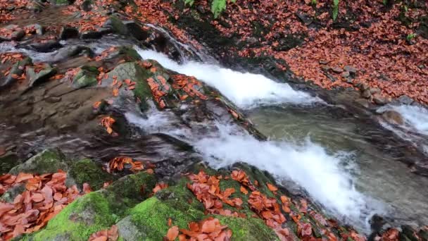 Full Flowing Waterfall Mountain Autumn Forest — Stock Video