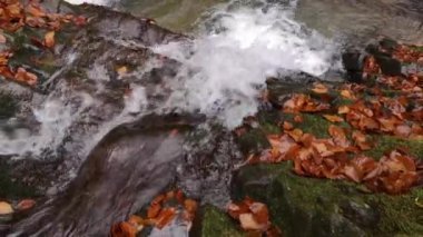 Bir sonbahar ormanında çağlayan bir şelale.