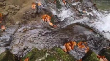 Bir sonbahar ormanında çağlayan bir şelale.