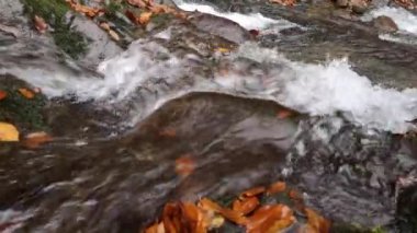 Bir sonbahar ormanında çağlayan bir şelale.