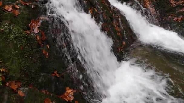 山の秋の森の中の本格的な滝 — ストック動画