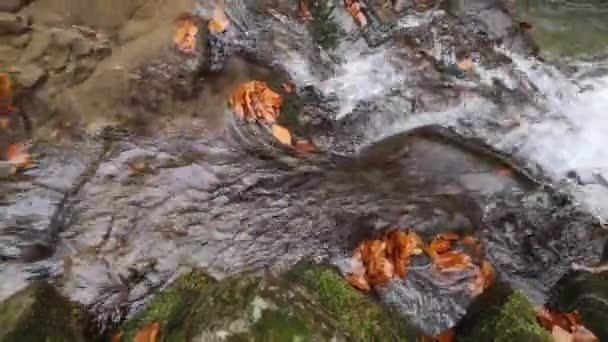 Cascade Coulante Dans Une Forêt Automne Montagne — Video