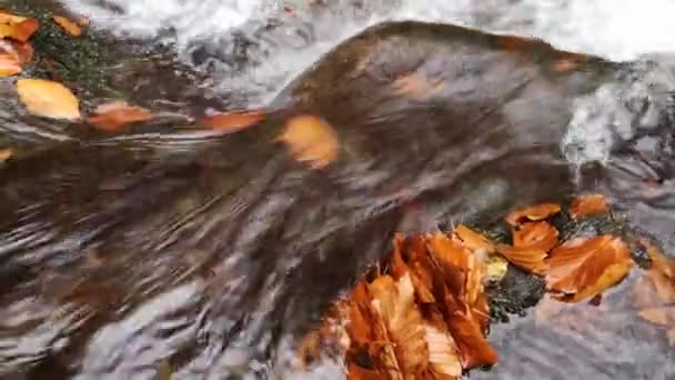 Cachoeira Pleno Fluxo Uma Floresta Outono Montanha — Vídeo de Stock