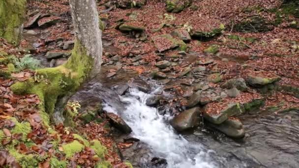 Πλήρης Ροή Καταρράκτη Ένα Ορεινό Φθινόπωρο Δάσος — Αρχείο Βίντεο