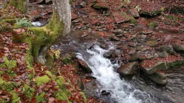Cascada Que Fluye Bosque Otoño Montaña — Vídeos de Stock