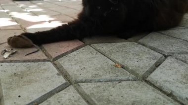 Evcil bir kedi avıyla oynar. 