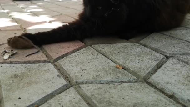 Домашняя Кошка Играет Своей Добычей — стоковое видео