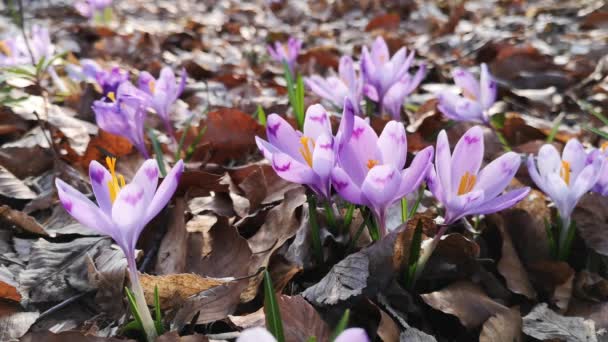 Кластер Фіолетових Крокусів Галявині Весняному Лісі — стокове відео