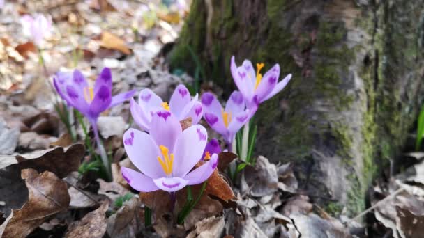 Racimo Azafranes Púrpura Claro Bosque Primavera — Vídeo de stock