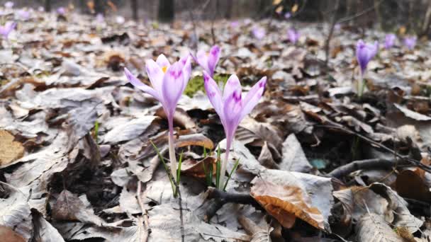 春天的森林里 一丛簇紫色的番红花在一片沼泽地上 — 图库视频影像
