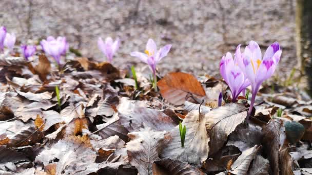 春天的森林里 一丛簇紫色的番红花在一片沼泽地上 — 图库视频影像