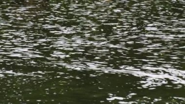 Dağ nehrinde doğal köpük hareket eder.