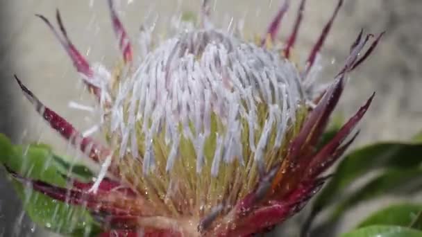 Kwitnący Kwiat Protea Pod Kroplami Sztucznego Deszczu — Wideo stockowe