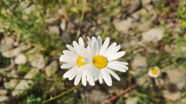 Des Marguerites Sauvages Fleurissent Dans Vallée Des Carpates — Video