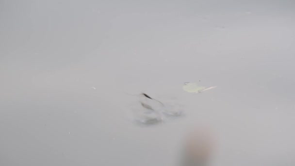 Teichläufer Unter Natürlichen Bedingungen Auf Der Wasseroberfläche Einem Sonnigen Tag — Stockvideo