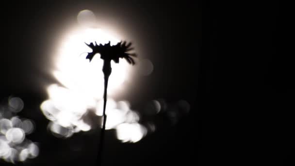 Çiçeğin Çevresi Güneşin Sudaki Yansımasının Arka Planına Karşı — Stok video