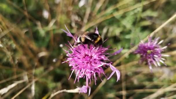 Bumblebee Recoge Néctar Una Flor Púrpura Salvaje — Vídeo de stock