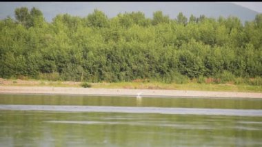 Bir yaz akşamı bir dağ nehrinde balıkçıl avı.