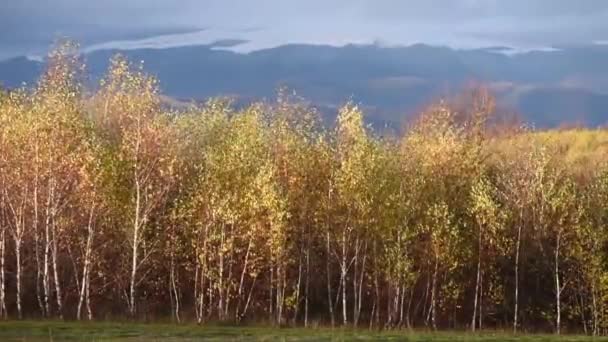 Τοπίο Ενός Ορεινού Δάσους Μια Ηλιόλουστη Μέρα Του Φθινοπώρου — Αρχείο Βίντεο